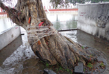 Kadam Tree at Suraj Kund – Kapal Mochan