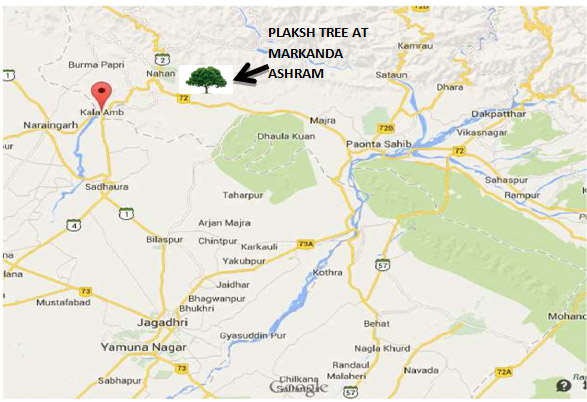 Plaksh Tree at Markanda Ashram